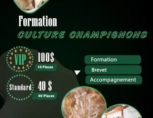 FORMATION CULTURE DE CHAMPIGNONS